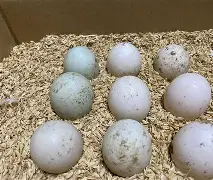 半岛体育-,卵?9]b愻~52r葱誩剤9?誳?N螝{5n@无L?t壨姅??&amp;Q